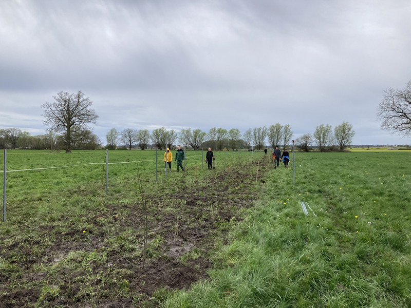 Bild zeigt fertig gepflanzte Biotop-Hecke